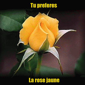 je te donne le rouse ou bein le rouge je si pas quiel cleur tu emais