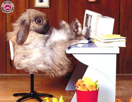 hahahaha il chat n'est se pas mais attention il est fort  en ourdinateur si le chafe des vireuse!!!!!!!!!!!!??????