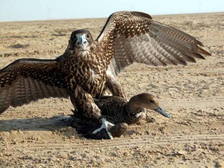 vive raja du maroc toujours raja